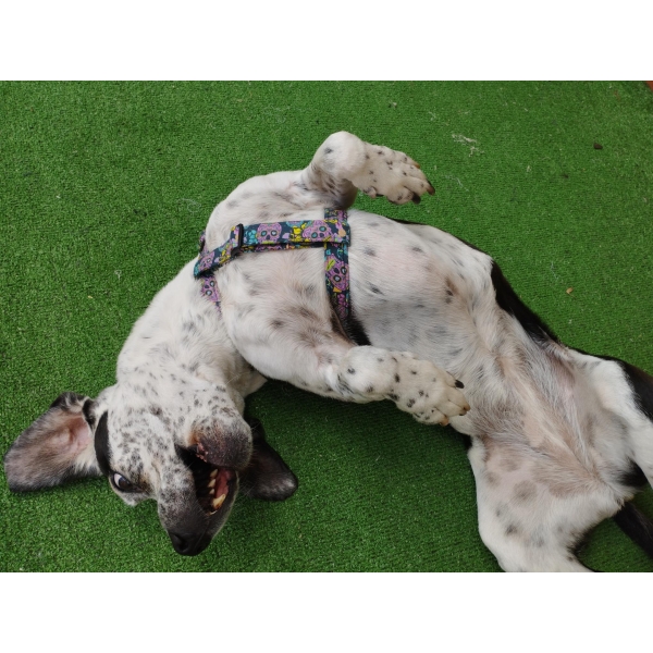 aura arnes pectoral calavera