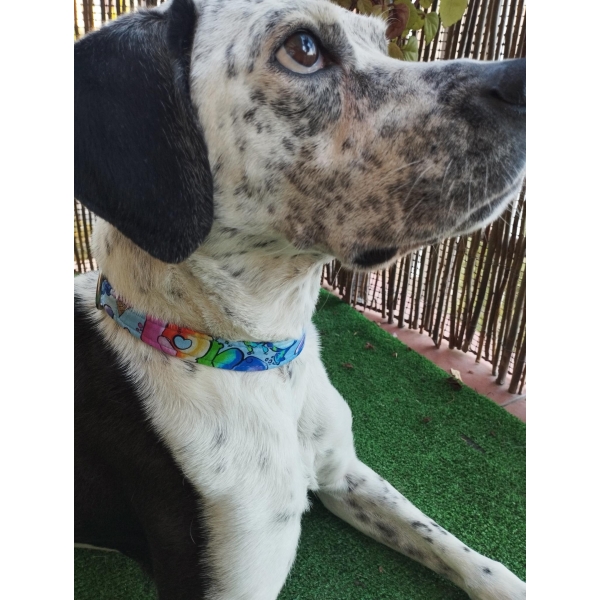 aura collar click lilo