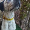 aura collar click rey leon