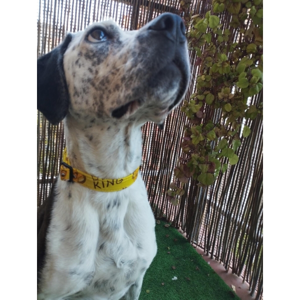 aura collar click rey leon