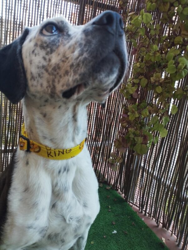 aura collar click rey leon