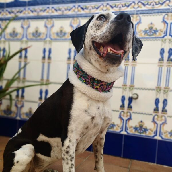 buff calavera Cucadas de aura with dog