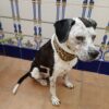 lazo pajarita rayos dog tie