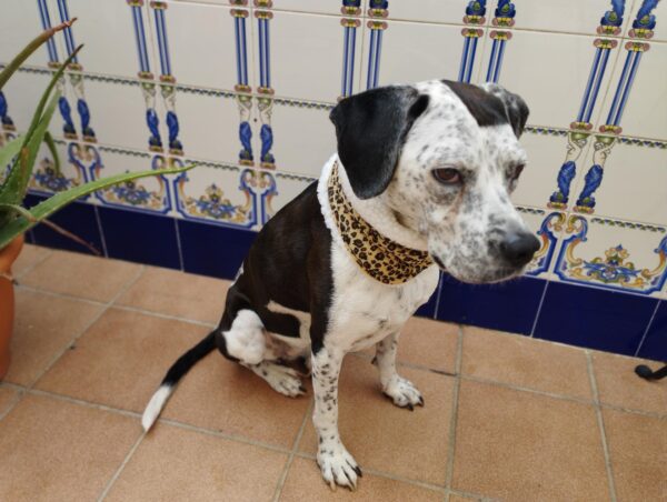 lazo pajarita rayos dog tie