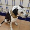 lazo pajarita rayos dog tie