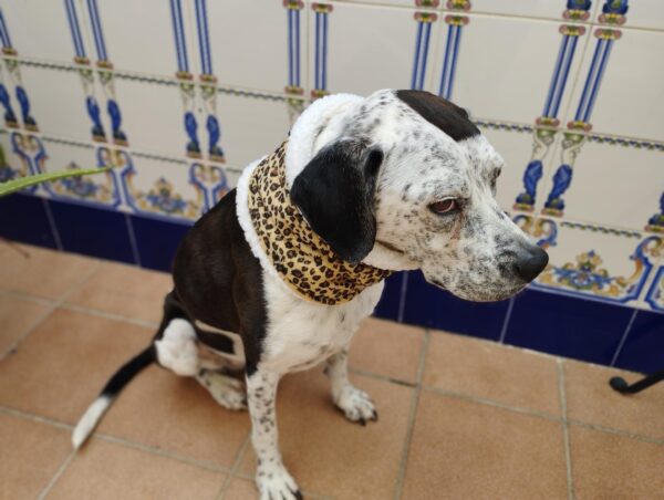 lazo pajarita rayos dog tie