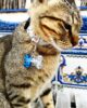 Placa identificativa hueso 9