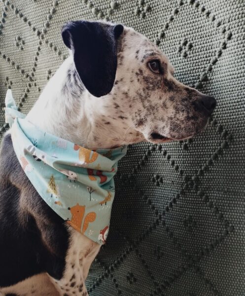 Bandana salvaje 3