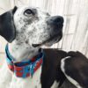 Collar martingale impermeable barrio sesamo 5
