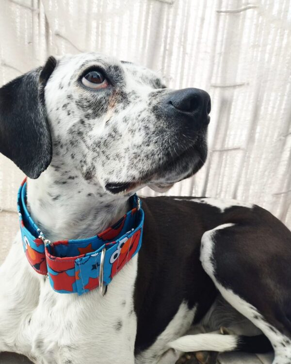 Collar martingale impermeable barrio sesamo 5