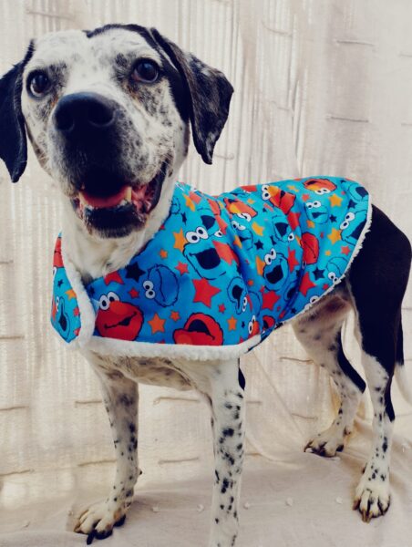 chubasquero barrio sesamo with dog