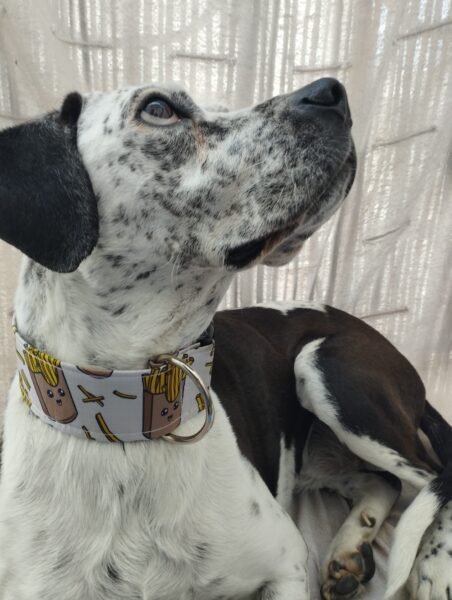 collar click 5cm Chips 4