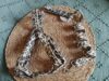 arnes pectoral leopardo 6