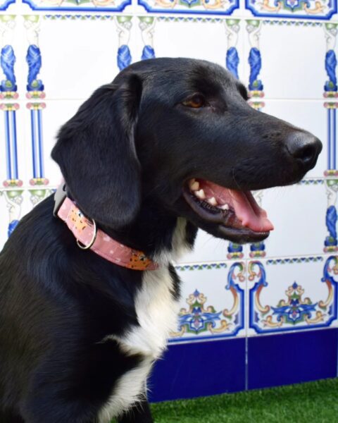 collar click 2cm palo rosa 1