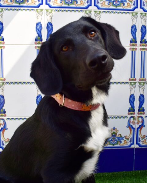 collar click palo rosa