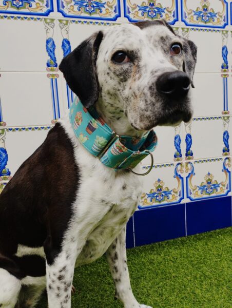 Collar Martingale 5cm impermeables modelos Suculenta3 Collar Martingale 5cm impermeables modelos Suculenta3