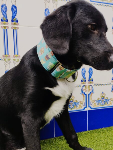 Collar Martingale 5cm impermeables modelos Suculenta4 Collar Martingale 5cm impermeables modelos Suculenta4