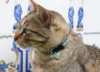 Placa identificativa modelo Gato4