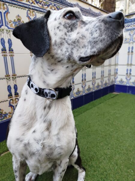 collar click jack 3