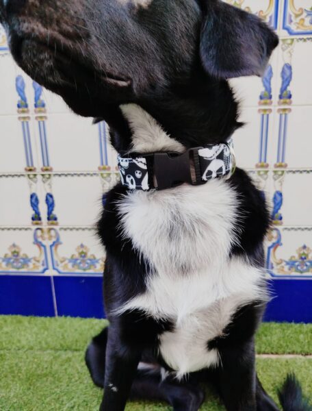 collar click jack 9