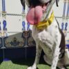 collar martingale 3.5 rey leon
