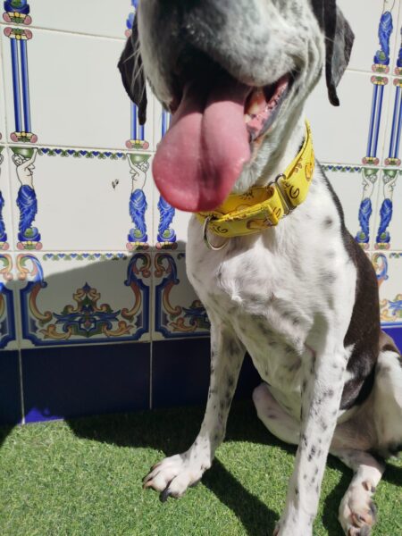 collar martingale 3.5 rey leon