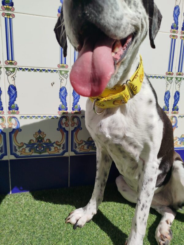 collar martingale 3.5 rey leon