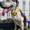 collar martingale 3.5 rey leon