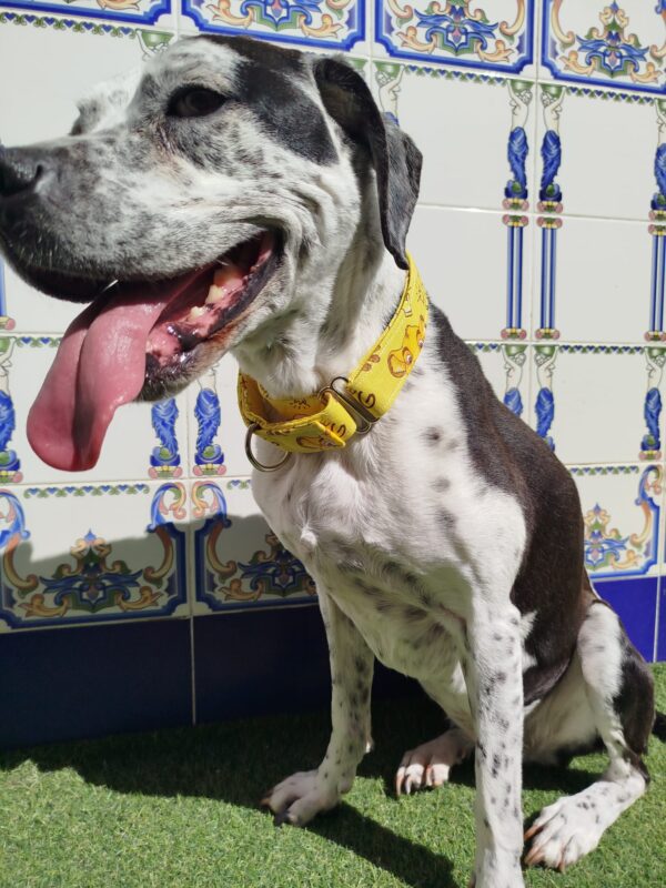 collar martingale 3.5 rey leon