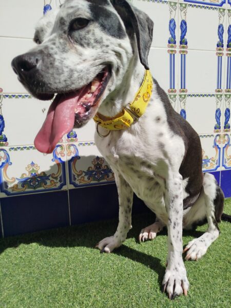 collar martingale 3.5 rey leon