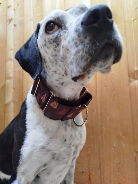 Collar Martingale Christmas