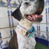 collar martingale Dog lover 5cm 2
