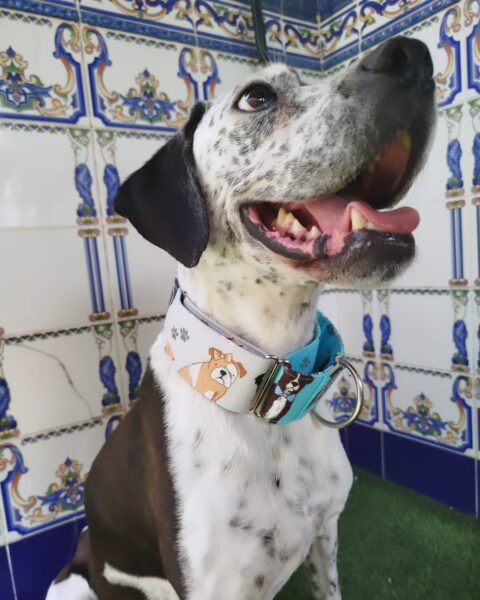 collar martingale Dog lover 5cm 2