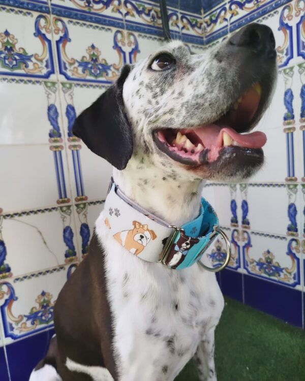 collar martingale Dog lover 5cm 2