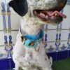collar martingale Dog lover 5cm 3