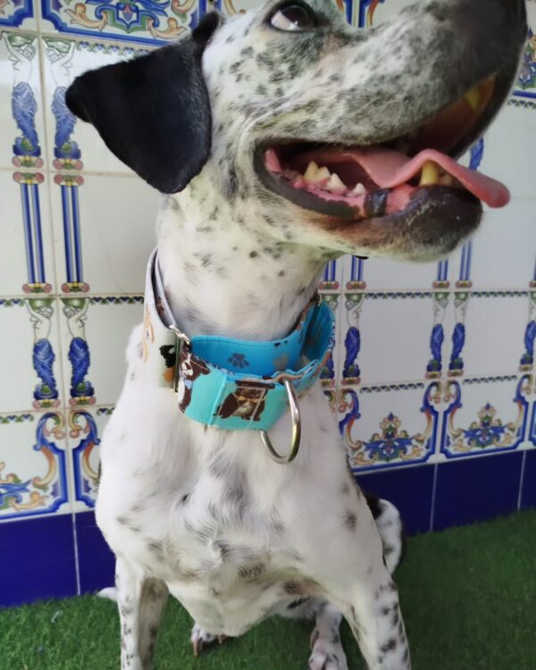collar martingale Dog lover 5cm 3