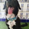 collar martingale Dog lover 5cm 4