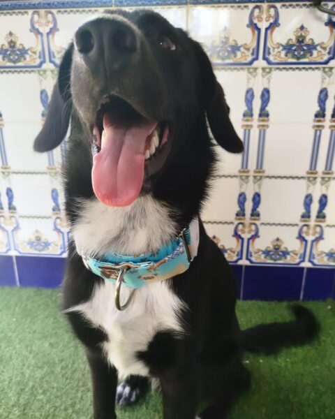 collar martingale Dog lover 5cm 4