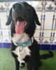collar martingale Dog lover 5cm 4